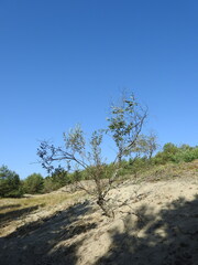 Salix acutifolia