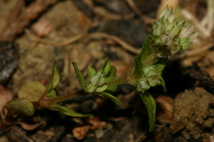 Polycarpon polycarpoides polycarpoides