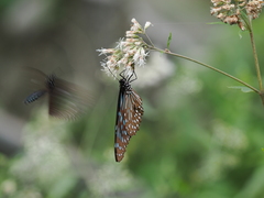 Tirumala limniace limniace