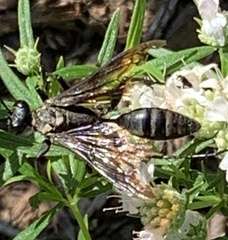 Isodontia auripes