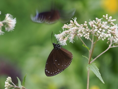 Euploea tulliolus