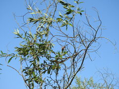 Salix acutifolia