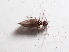 Amphigerontiinae