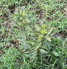 Asclepias oenotheroides