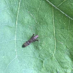 Paraxenetus guttulatus