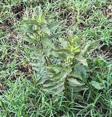 Asclepias oenotheroides