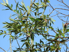 Salix acutifolia