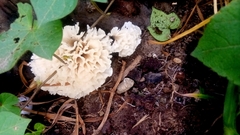 Sparassis spathulata