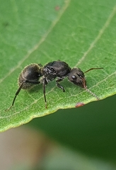Myrmobrachys