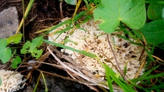 Sparassis spathulata