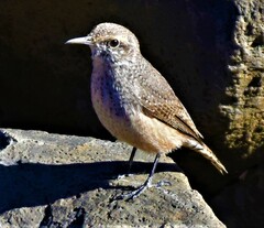 Salpinctes obsoletus