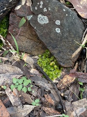Rosulabryum