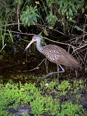 Aramus guarauna