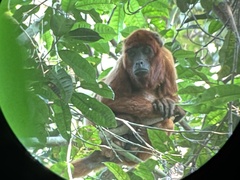 Alouatta