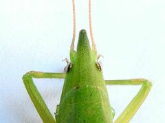 Neoconocephalus exiliscanorus