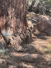 Callospermophilus lateralis lateralis