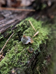 Auricularia angiospermarum