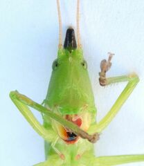 Neoconocephalus exiliscanorus