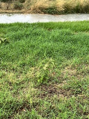 Asclepias oenotheroides