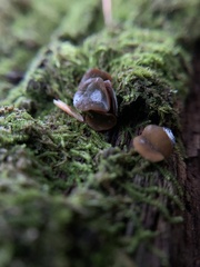 Auricularia angiospermarum