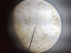 Cyanobacteria