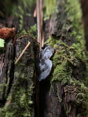 Auricularia angiospermarum