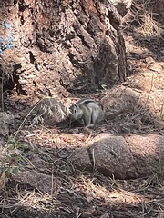 Callospermophilus lateralis lateralis