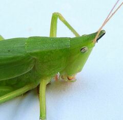 Neoconocephalus exiliscanorus