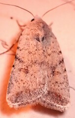 Caradrina