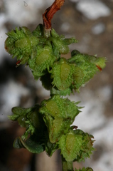 Rumex pulcher woodsii