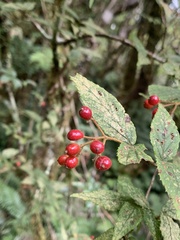 Viburnum erosum