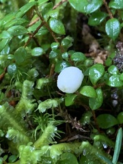 Gaultheria hispidula