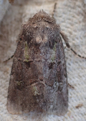 Lacinipolia renigera