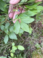 Vaccinium corymbosum