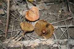 Boletinellus merulioides