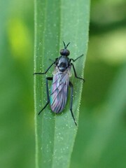 Empididae