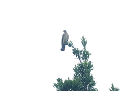 Pernis ptilorhynchus