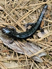 Plethodon cylindraceus