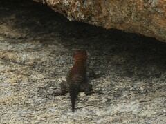 Sceloporus orcutti