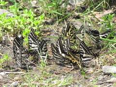 Papilio eurymedon