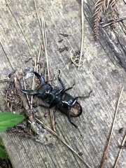 Serrognathus titanus castanicolor