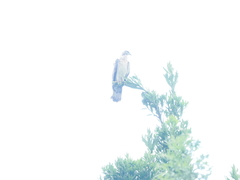 Pernis ptilorhynchus