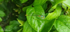 Ceriagrion cerinorubellum