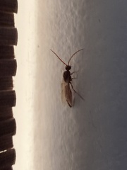 Brachycistidinae