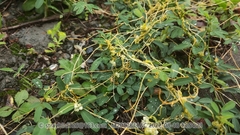 Cuscuta chinensis