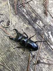 Serrognathus titanus castanicolor