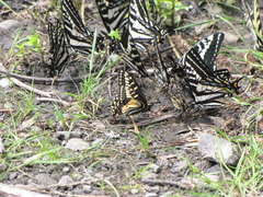 Papilio eurymedon