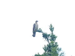 Pernis ptilorhynchus