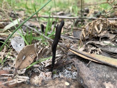 Geoglossum