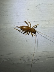 Camptonotus carolinensis